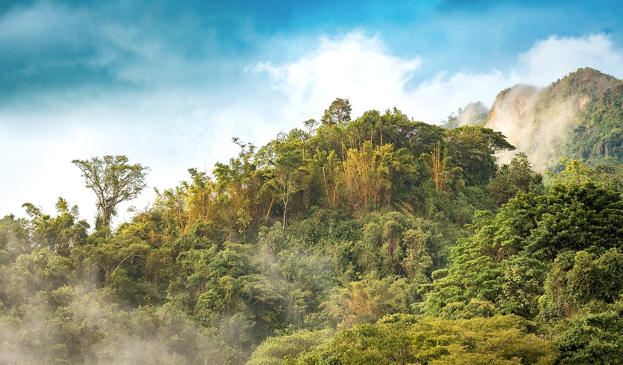 Jungle et brume dans la Sierra Nevada de Santa Marta